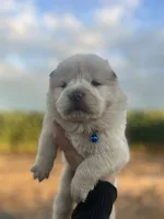 Hunter, a male Chow Chow for sale in Ontario, OR – 1 of 5