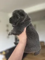 Blue Ivy , a female Chow Chow for sale in Ontario, OR – 2 of 3