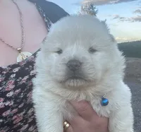 Hunter, a male Chow Chow for sale in Ontario, OR – 3 of 5