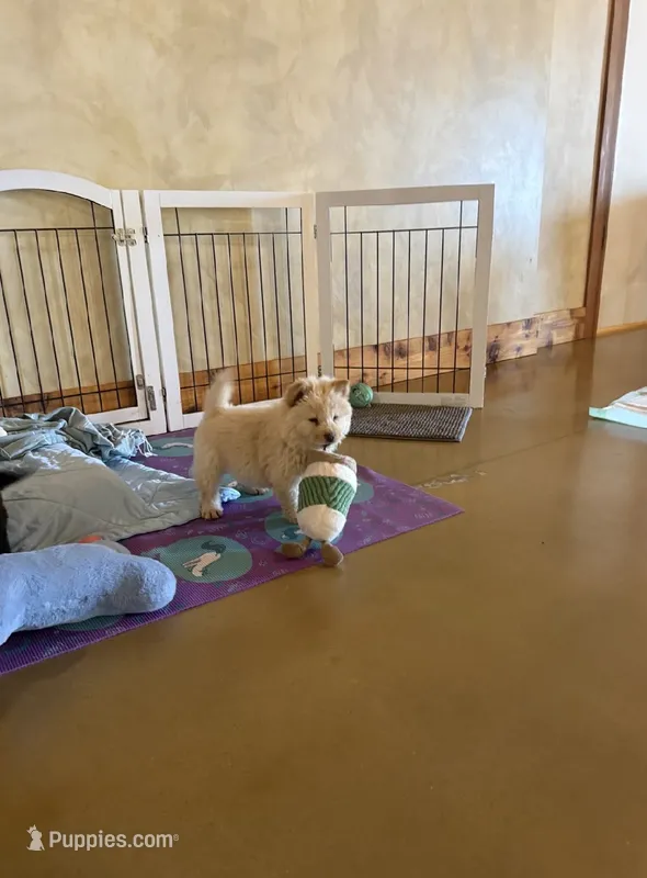 Teddy – Chow Chow puppy for sale in Ontario, OR