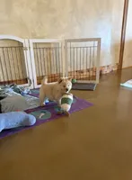 Teddy, a male Chow Chow for sale in Ontario, OR – 1 of 8