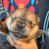 Rosie, a female Chow Chow for sale in Ontario, OR – Photo 2 of 6