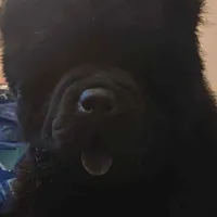 Rosie, a female Chow Chow for sale in Ontario, OR – Photo 4 of 6