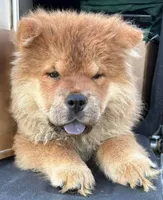 Rosie, a female Chow Chow for sale in Ontario, OR – Photo 1 of 7