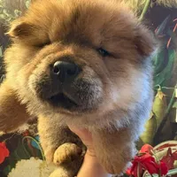 Rosie, a female Chow Chow for sale in Ontario, OR – Photo 6 of 6