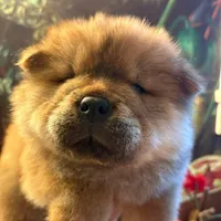 Rosie, a female Chow Chow for sale in Ontario, OR – Photo 5 of 6