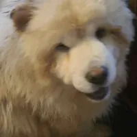 Rosie, a female Chow Chow for sale in Ontario, OR – Photo 3 of 6