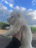 Blanca, a female Chow Chow for sale in Ontario, OR – 4 of 5