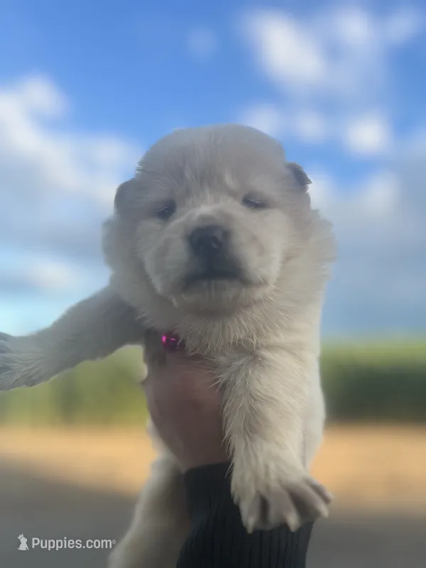 Blanca – Chow Chow puppy for sale in Ontario, OR