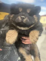 Teddy, a male Chow Chow for sale in Ontario, OR – 2 of 7