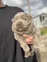 Beautiful lilac , a female Chow Chow for sale in Ontario, OR – 2 of 5