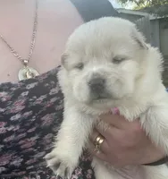 Blanca, a female Chow Chow for sale in Ontario, OR – 3 of 5