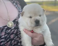 Bella, a female Chow Chow for sale in Ontario, OR – 4 of 5