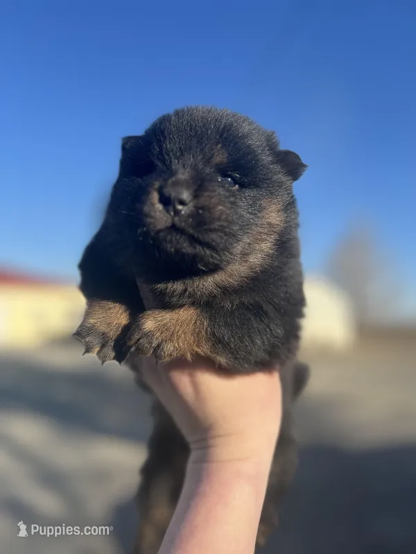 Star – Chow Chow puppy for sale in Ontario, OR