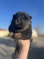 Star, a female Chow Chow for sale in Ontario, OR – Photo 1 of 7