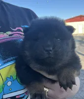 Star, a female Chow Chow for sale in Ontario, OR – Photo 5 of 7