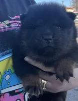 Star, a female Chow Chow for sale in Ontario, OR – Photo 4 of 7