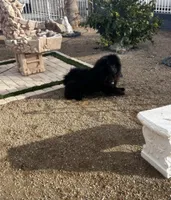 Star, a female Chow Chow for sale in Ontario, OR – Photo 7 of 7