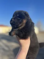Star, a female Chow Chow for sale in Ontario, OR – Photo 2 of 7