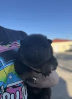 Star, a female Chow Chow for sale in Ontario, OR – Photo 3 of 7