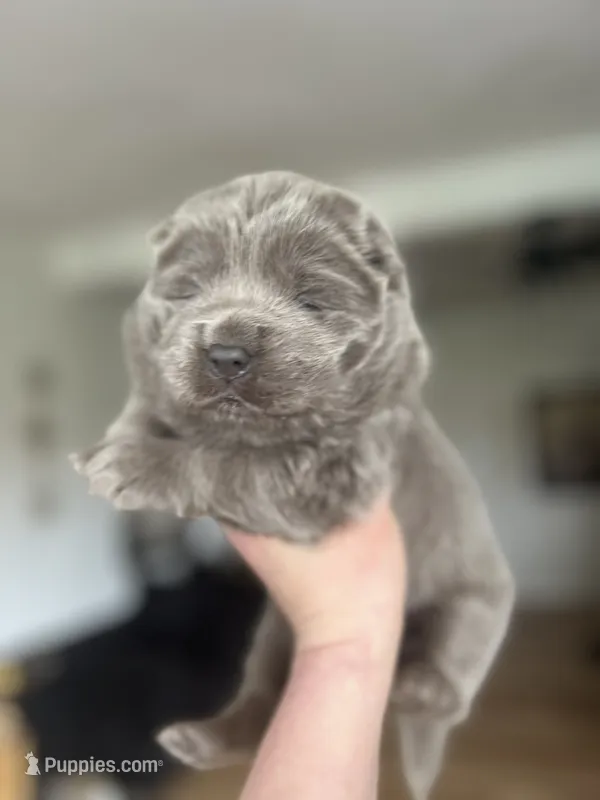 Beautiful lilac  – Chow Chow puppy for sale in Ontario, OR