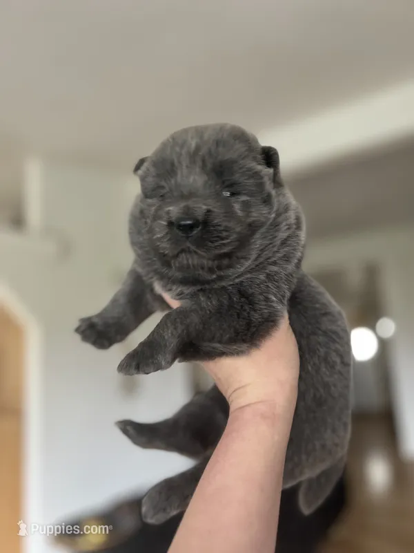 Blue Ivy , a female Chow Chow for sale in Ontario, OR – 1 of 3