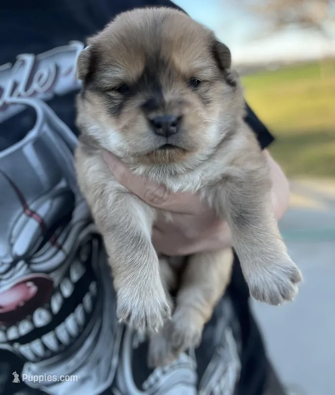 Max, a male Chow Chow for sale in Ontario, OR – Photo 1 of 6