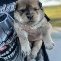 Max, a male Chow Chow for sale in Ontario, OR – Photo 1 of 6