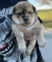 Max, a male Chow Chow for sale in Ontario, OR – Photo 1 of 6