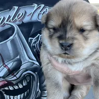 Max, a male Chow Chow for sale in Ontario, OR – Photo 4 of 6
