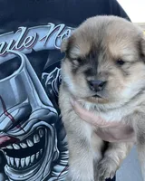 Max, a male Chow Chow for sale in Ontario, OR – Photo 4 of 6