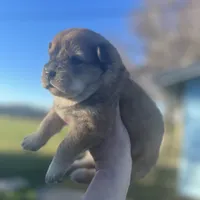 Max, a male Chow Chow for sale in Ontario, OR – Photo 3 of 6