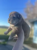Max, a male Chow Chow for sale in Ontario, OR – Photo 3 of 6
