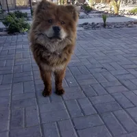 Max, a male Chow Chow for sale in Ontario, OR – Photo 5 of 6