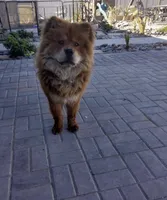 Max, a male Chow Chow for sale in Ontario, OR – Photo 5 of 6