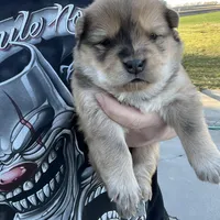 Max, a male Chow Chow for sale in Ontario, OR – Photo 2 of 6