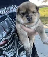 Max, a male Chow Chow for sale in Ontario, OR – Photo 2 of 6
