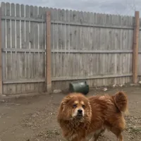 Max, a male Chow Chow for sale in Ontario, OR – Photo 6 of 6