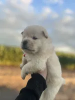 Bella, a female Chow Chow for sale in Ontario, OR – 5 of 5