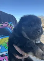 Bear, a male Chow Chow for sale in Ontario, OR – Photo 3 of 6