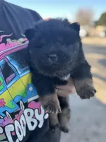 Bear, a male Chow Chow for sale in Ontario, OR – Photo 2 of 6
