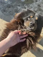 Bear, a male Chow Chow for sale in Ontario, OR – Photo 6 of 6