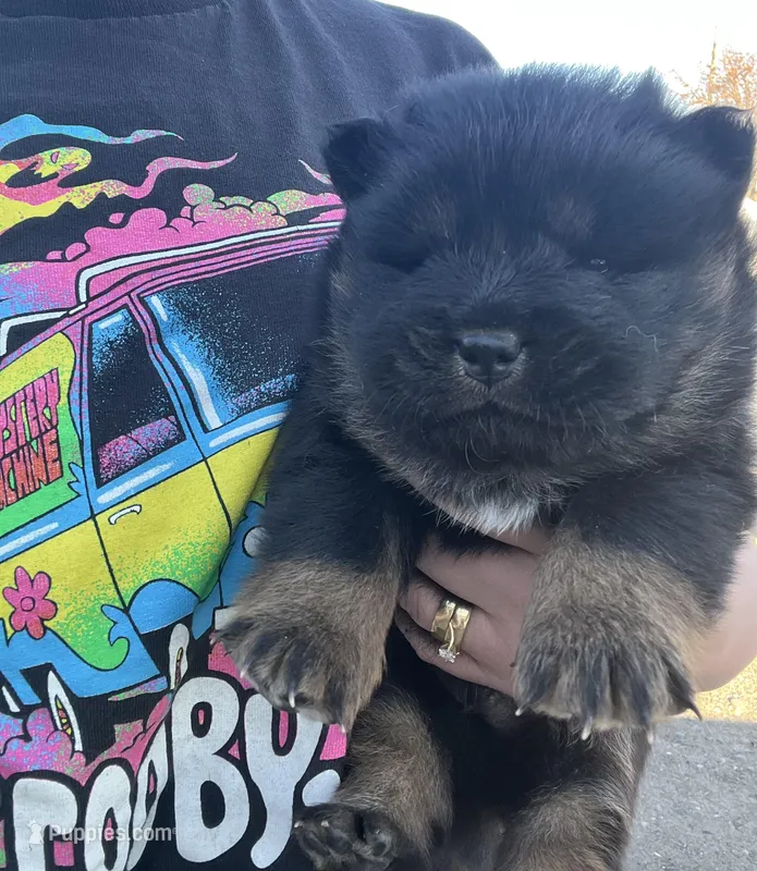 Bear – Chow Chow puppy for sale in Ontario, OR