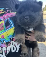 Bear, a male Chow Chow for sale in Ontario, OR – Photo 4 of 6