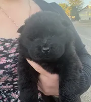 Bear, a male Chow Chow for sale in Ontario, OR – 6 of 6
