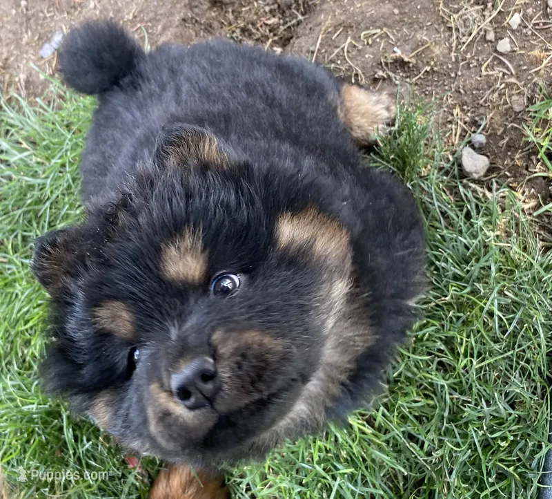 Teddy – Chow Chow puppy for sale in Ontario, OR