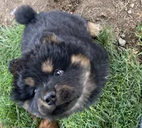 Teddy, a male Chow Chow for sale in Ontario, OR – 1 of 7