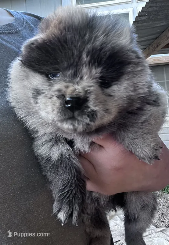 Beauty  – Chow Chow puppy for sale in Ontario, OR