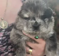 Rocky, a male Chow Chow for sale in Ontario, OR – 3 of 6