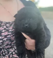 Bear, a male Chow Chow for sale in Ontario, OR – 3 of 6